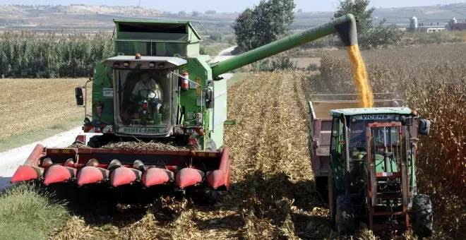 Cau fins a un 60% la collita de blat de moro a Catalunya a causa de la sequera i el tancament del canal d'Urgell
