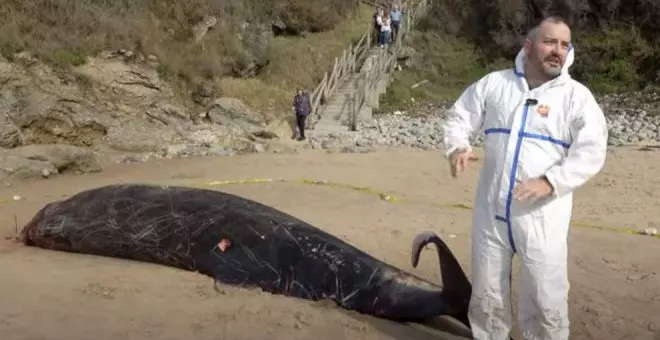 Un Zifio de Cuvier, el extraño cetáceo varado en Loredo