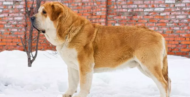 Mastín del Pirineo: conoce la raza 'gigante' de las montañas