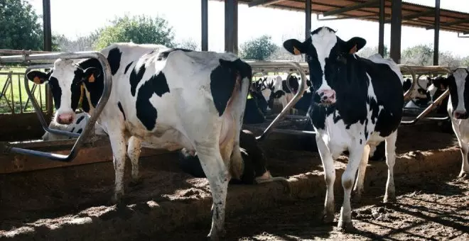 Las restricciones por la lengua azul terminarán el 1 de diciembre en varias comarcas de Cantabria