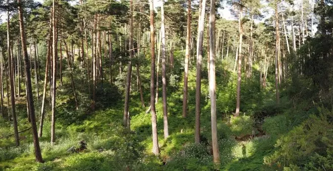 Los pinos también son de aquí