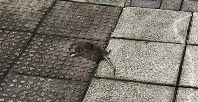 Ratas muertas en las calles de Santander