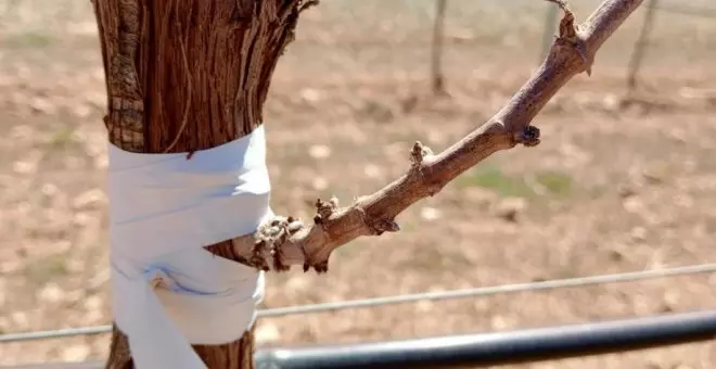 La Junta flexibiliza la normativa sobre reestructuración del viñedo para ayudar a los viticultores frente a la sequía