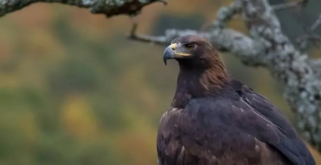 'Iberia, naturaleza infinita': entre plumas y bosques directo a los Goya