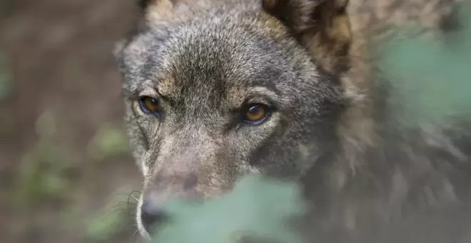 Bruselas pide rebajar la protección internacional del lobo por el aumento de ataques al ganado
