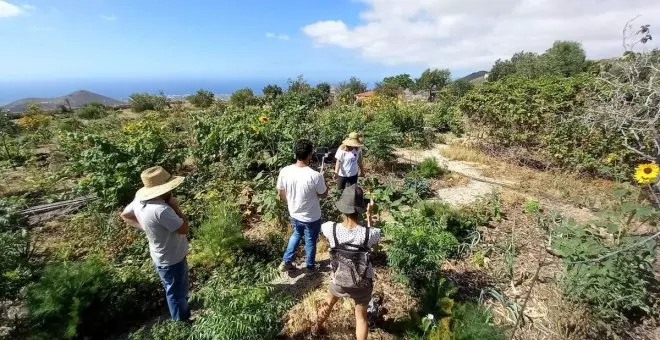 Un 'bosque comestible' en Canarias donde había un cultivo de 'papas'