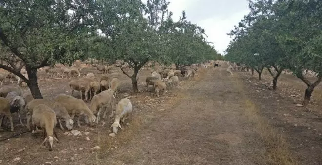 La Junta extiende las ayudas por ataques de lobo ibérico a todo el territorio de Castilla-La Mancha en 2024