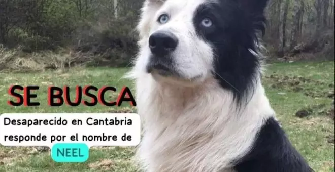 Buscan desde nochevieja a Neel, un perro desaparecido por la zona de Colindres