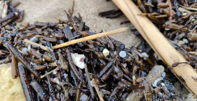 El dispositivo de limpieza de pélets trabaja este viernes en ocho playas de Cantabria