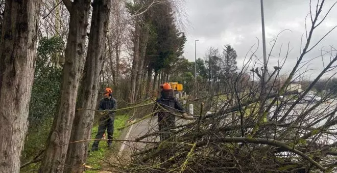 Retirados 46 árboles muertos o sin posibilidad de sobrevivir del entorno del carril bici de Alday