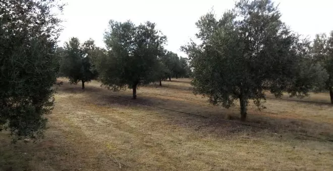 La guardería rural de Malagón interviene más de 600 kilos de aceituna robada cuando intentaban su venta