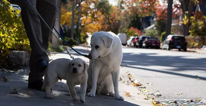 ¿Cuántos perros hay en España? Esta es la cifra y las ciudades con más mascotas