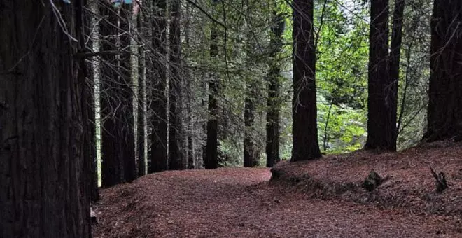 El Gobierno de Cantabria estudiará ampliar la senda peatonal del bosque de las secuoyas para frenar su deterioro