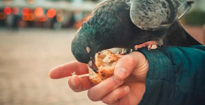 ¿Puedes alimentar a los gatos callejeros o a las palomas?