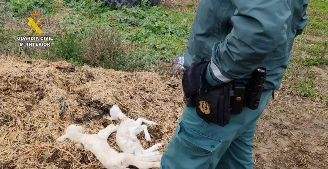 Sin agua, comida ni cuidados: investigado un ganadero de Guadalajara que acumulaba multitud de animales muertos en su finca