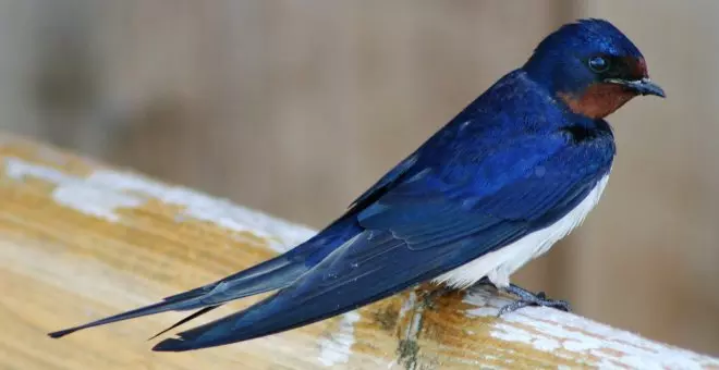 La primera golondrina del año