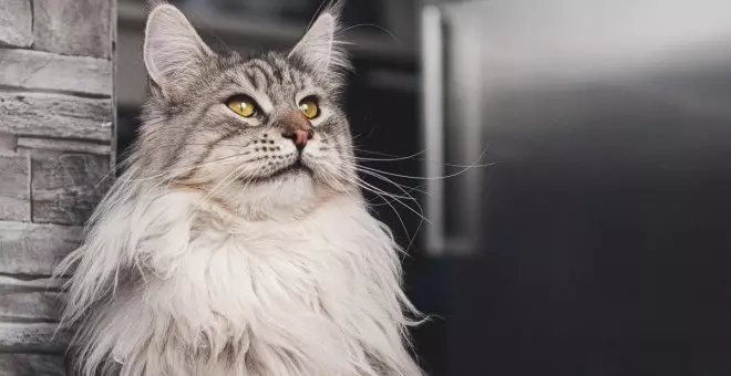 Maine coon: así son estos gatos gigantes