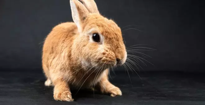 ¿Cuántos años viven los conejos?