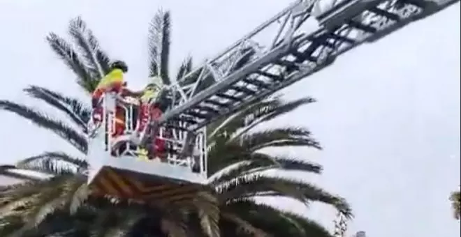 Rescatado un gato que llevaba varios días atrapado en una palmera de Noja