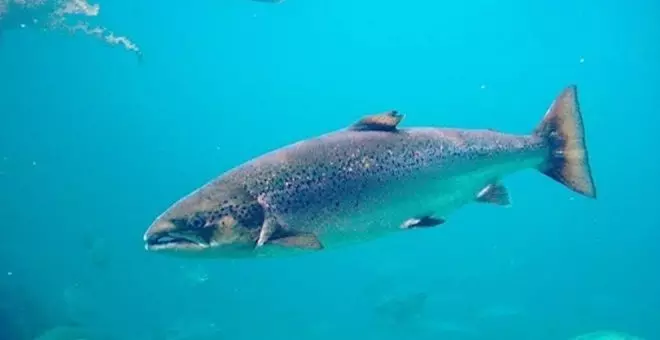 Comienza la temporada de pesca del salmón y la trucha en los ríos cántabros