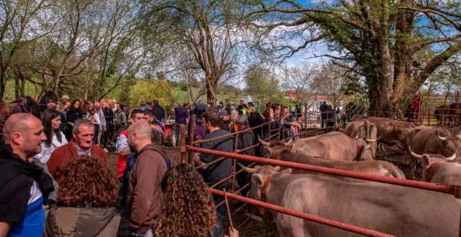 La feria ganadera de San Benito reúne cerca de 700 ejemplares en Barcenaciones