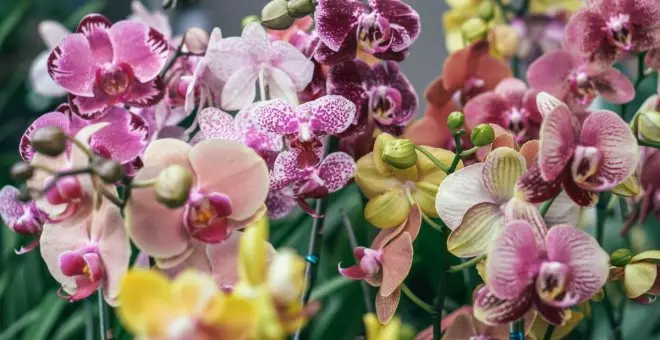 Orquídeas: cómo cuidarlas y cuál es la mejor fecha para plantarlas