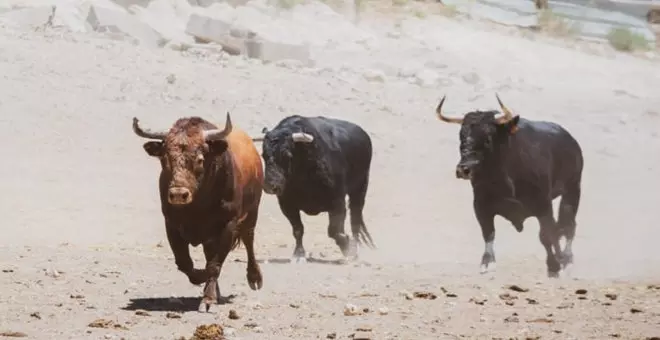 Los vecinos de Horche y Yebes en alerta: varias reses bravas andan sueltas por la zona tras escapar de una ganadería