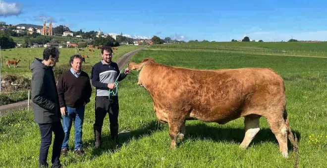 Desarrollo Rural colaborará con la Asociación de Criadores de la Raza Limusín para su expansión y mejora genética