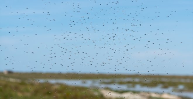 ¡Cuidado con los mosquitos! Preocupación en Andalucía por las enfermedades que trae la crisis climática