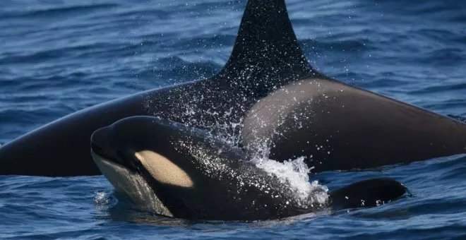 La realidad detrás de las orcas 'gladis' y los naufragios de veleros