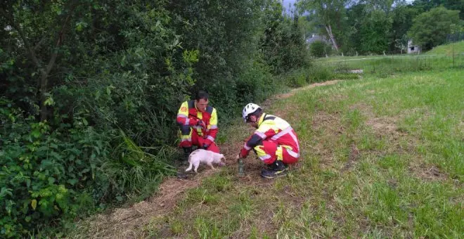 Los bomberos rescatan a dos perros atrapados en unos zarzales en Gama