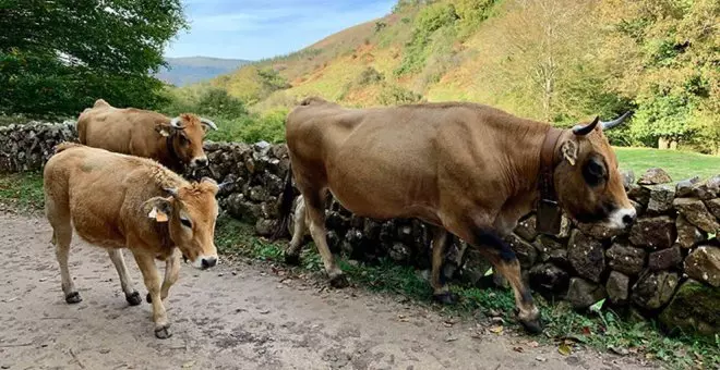 Cantabria recupera las restricciones en el movimiento de ganado este sábado