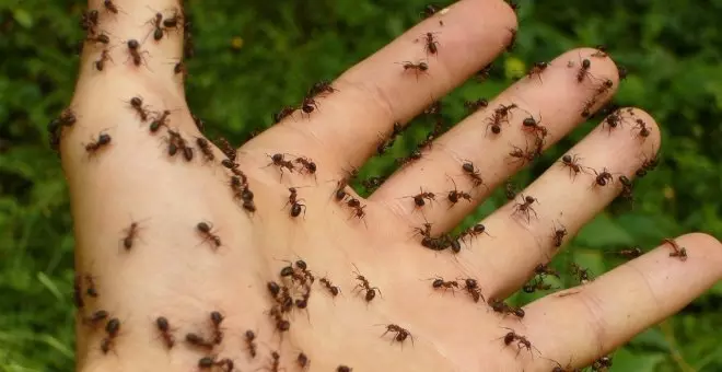 Como si fueran hormigas