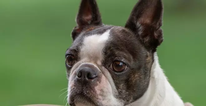 Boston terrier: características y cuidados de esta raza