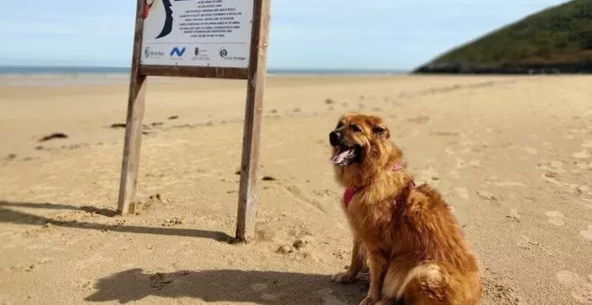 El PRC denuncia el "silencio cómplice" del PSOE de Noja en la prohibición de la playa de perros de Helgueras impulsada por el PP
