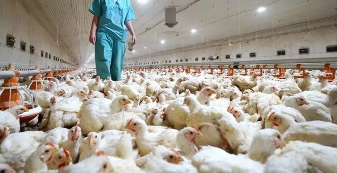 EEUU prepara 5 millones de vacunas contra la gripe aviar ante una posible nueva pandemia