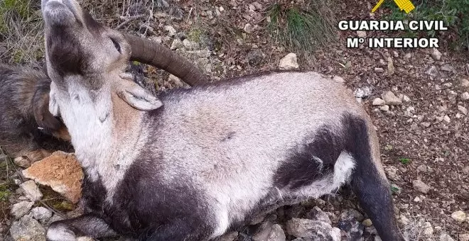 Investigados tres cazadores por abatir de manera ilegal un macho de cabra montés en un coto de Aýna