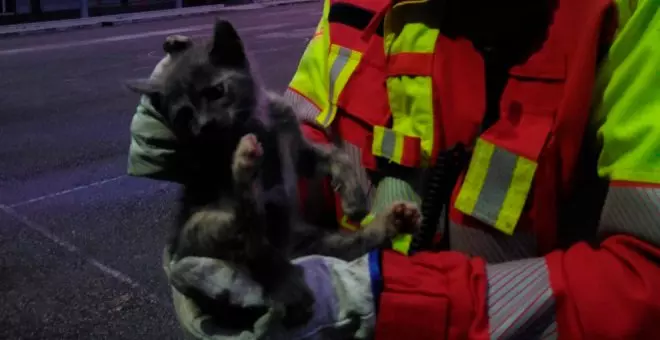 Bomberos rescatan a un gato atrapado en la rueda de un vehículo en Cabezón de la Sal
