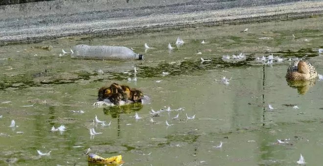 "Gaviotas muertas y el estanque insalubre", la imagen del "abandono" del parque de Las Llamas