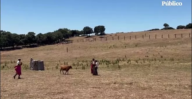 Almeida exhibe su gusto por el maltrato animal y se pone a torear una vaquilla