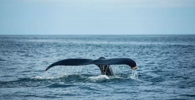 Ecologismo de emergencia - Islandia vuelve a cazar ballenas con la excusa de la tradición