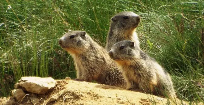 Aire Libre: el Verano de la marmota, festivales y lavanda
