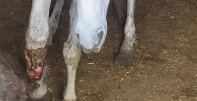 Investigado un vecino de Casas Ibáñez por las pésimas condiciones en las que tenía a varios caballos en una explotación