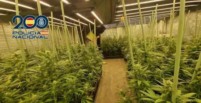 Desmantelada una plantación indoor con 250 plantas de marihuana en un piso de Nueva Montaña