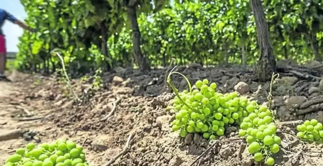 Cantabria estudia la implantación del modelo vitivinícola del País Vasco en la región