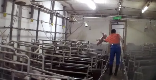 Cortes en la garganta y golpes hasta la muerte: tortura animal en uno de los mayores criadores de cerdos de Alemania
