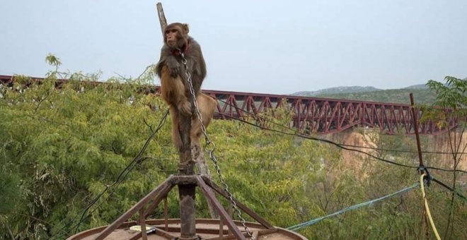 Protección de la fauna y bienestar animal