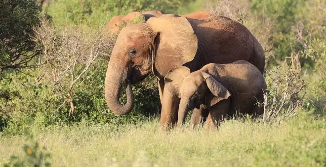 Un turista español muere en Sudáfrica tras ser aplastado por un elefante