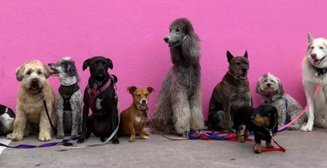 ¿Está bien dejar a nuestro perro en un hotel canino este verano?