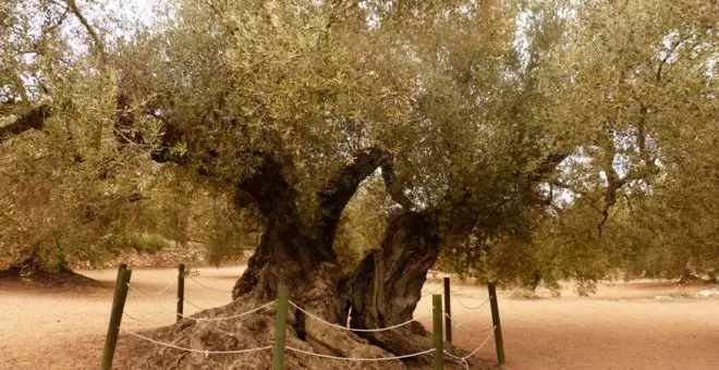 Esa ridícula idea de millonarios de llevar olivos centenarios a su jardín 